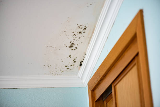 Best Certified Mold Removal  in Athens, TX
