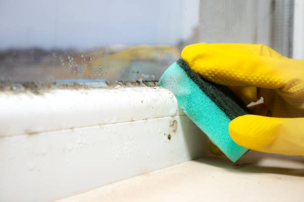 Best Commercial Mold Removal  in Athens, TX