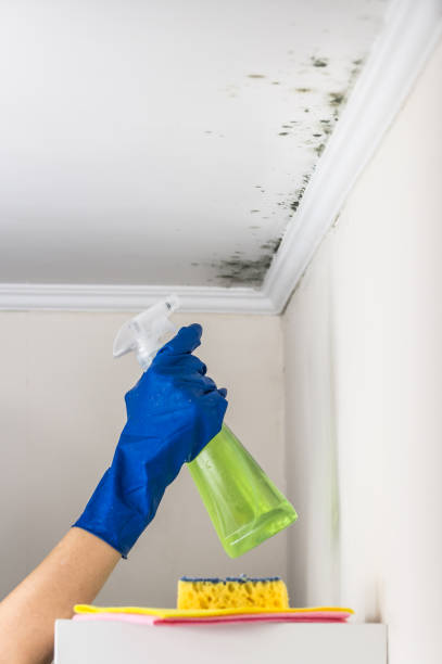 Mold Removal Process in Athens, TX